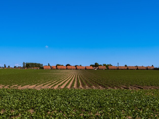 Scenic view of agricultural field against clear sky