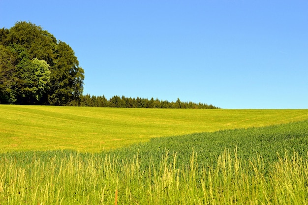 Photo scenic view of agricultural field against clear sky