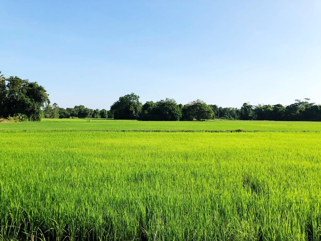 Scenic view of agricultural field against clear sky