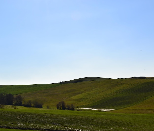 Scenic view of agricultural field against clear sky