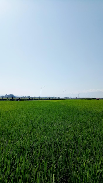 Scenic view of agricultural field against clear sky