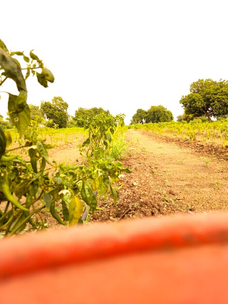 Scenic view of agricultural field against clear sky