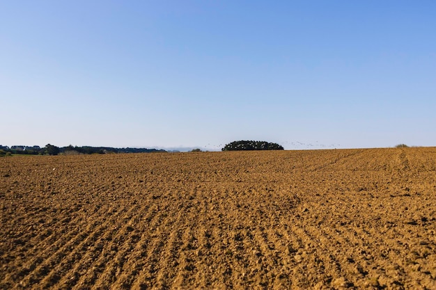 Foto vista panoramica di un campo agricolo contro un cielo limpido