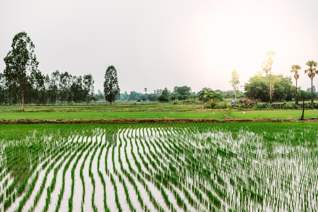 Scenic view of agricultural field against clear sky