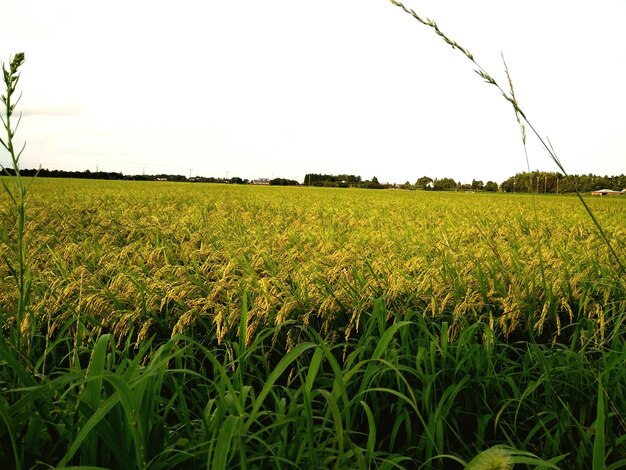 Scenic view of agricultural field against clear sky