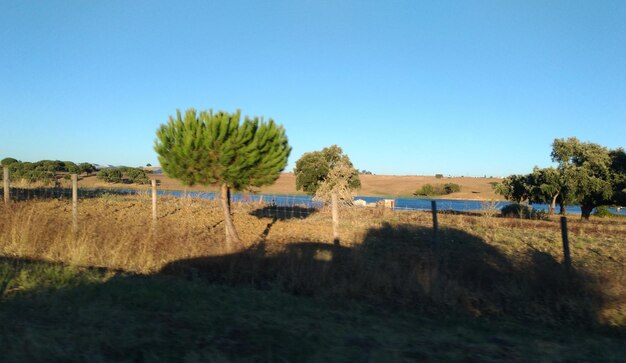 Scenic view of agricultural field against clear sky