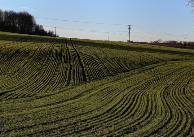 Photo scenic view of agricultural field against clear sky