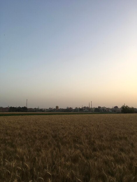 Scenic view of agricultural field against clear sky