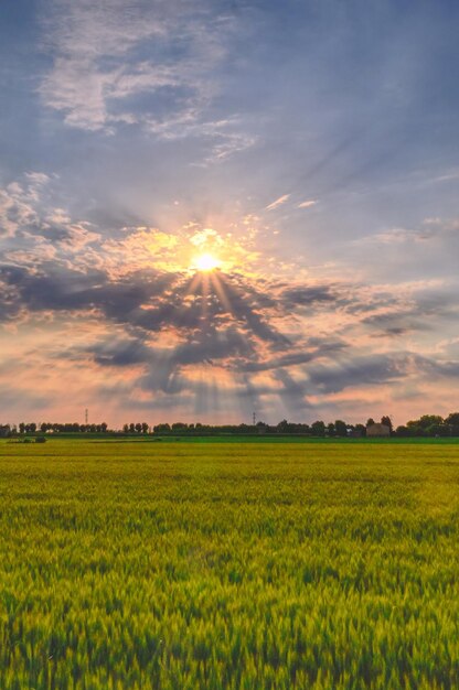 Scenic view of agricultural field against sky during sunset