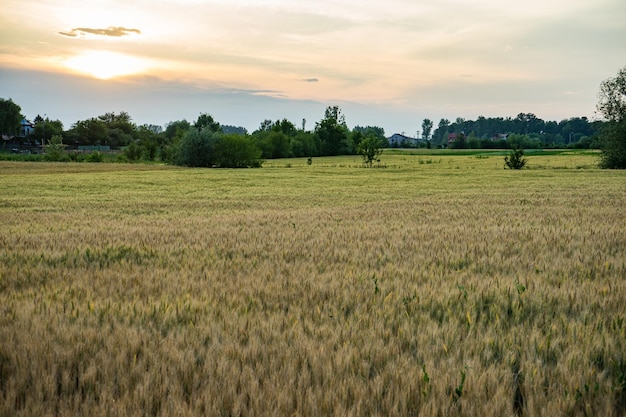 Scenic view of agricultural field against sky during sunset