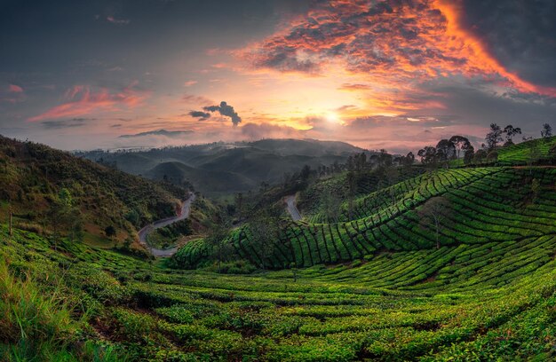 Scenic view of agricultural field against sky during sunset