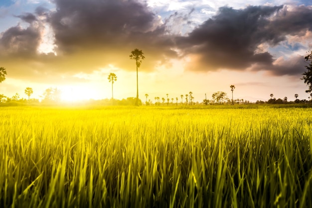 Scenic view of agricultural field against sky during sunset