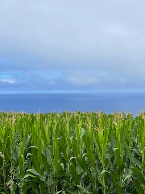 Photo scenic view of agricultural field against sky