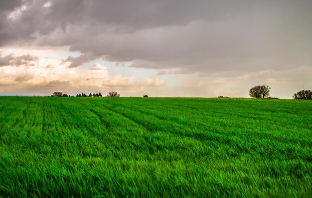 Scenic view of agricultural field against sky