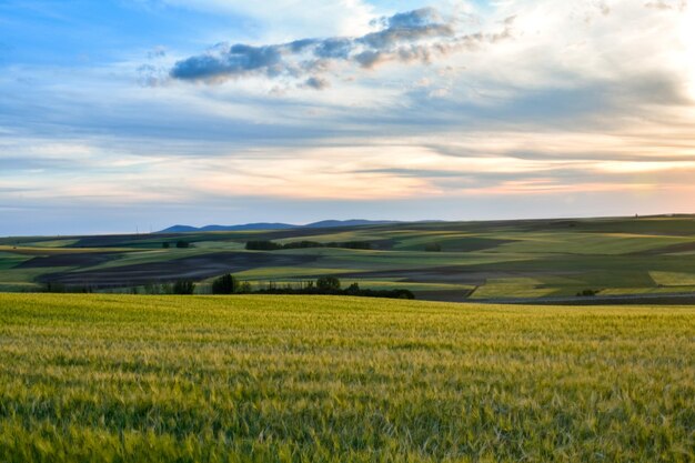 Foto vista panoramica di un campo agricolo contro il cielo