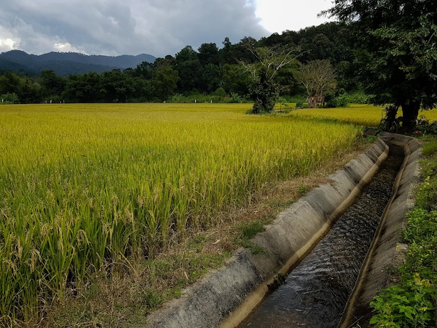 Scenic view of agricultural field against sky