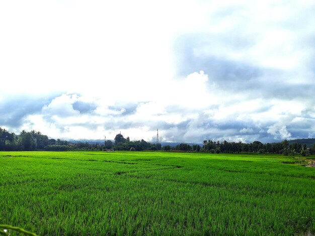 Scenic view of agricultural field against sky