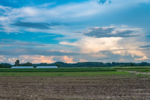 Scenic view of agricultural field against sky