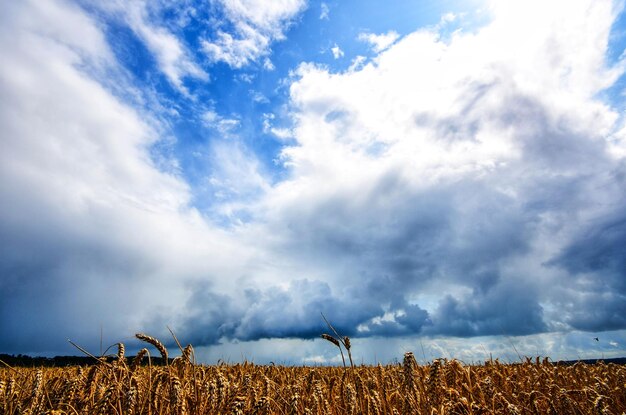 Photo scenic view of agricultural field against sky