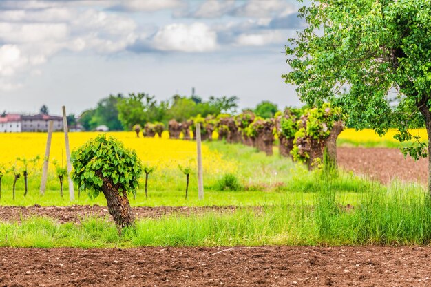 Scenic view of agricultural field against sky