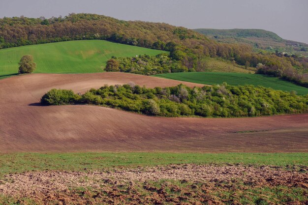 Foto vista panoramica di un campo agricolo contro il cielo