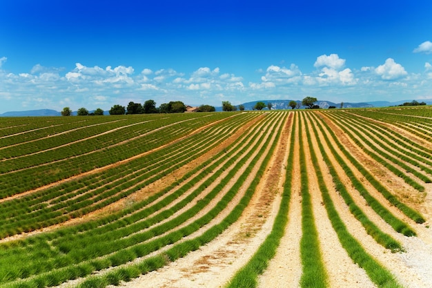 Foto vista panoramica di un campo agricolo contro il cielo