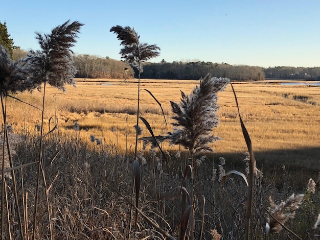 Foto vista panoramica di un campo agricolo contro il cielo