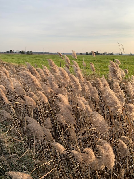 Foto vista panoramica di un campo agricolo contro il cielo