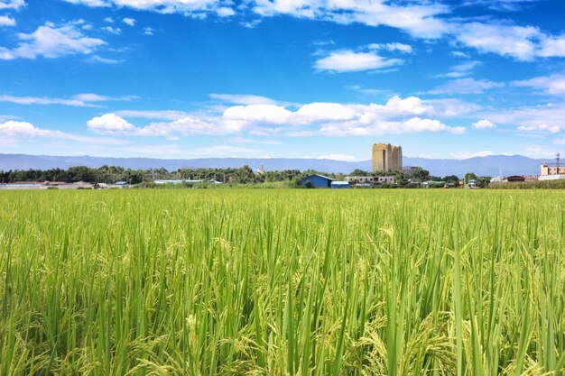 Scenic view of agricultural field against sky