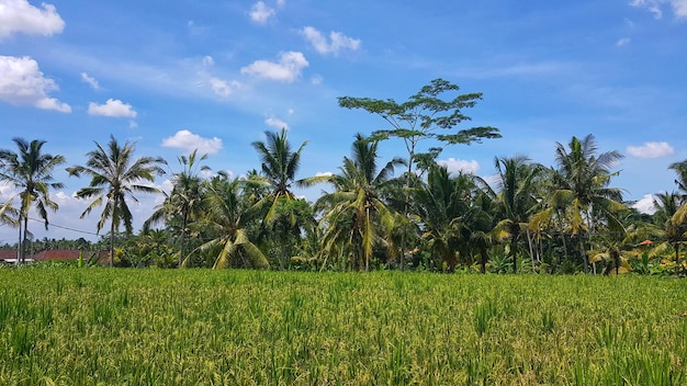 Foto vista panoramica di un campo agricolo contro il cielo