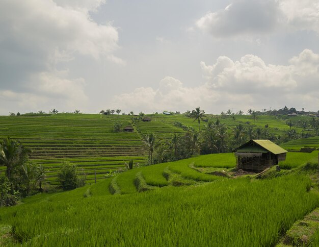 Foto vista panoramica di un campo agricolo contro il cielo