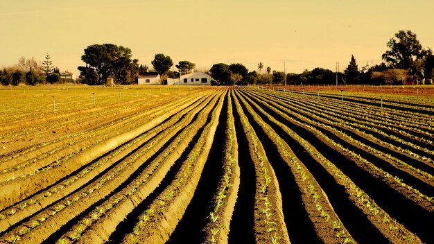 Foto vista panoramica di un campo agricolo contro il cielo