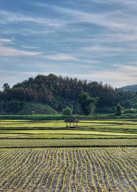 Photo scenic view of agricultural field against sky