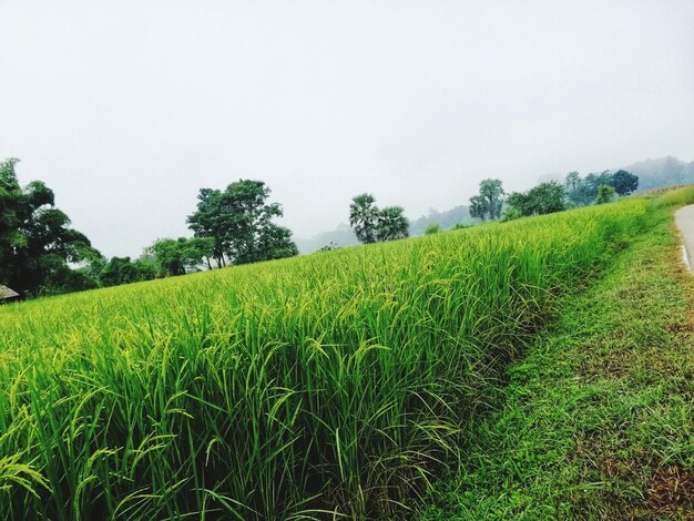 Scenic view of agricultural field against sky