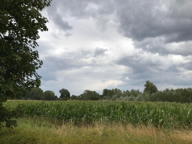 Scenic view of agricultural field against sky