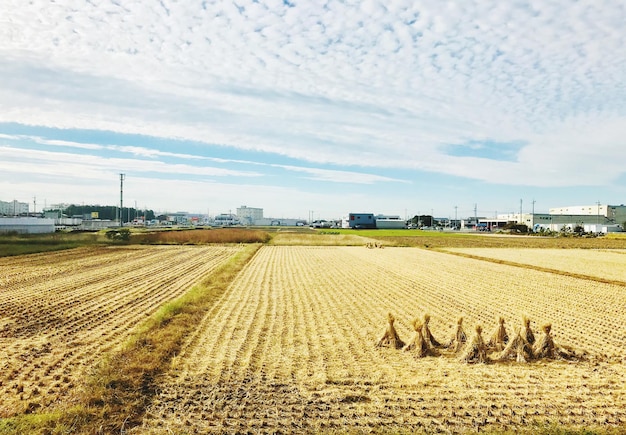 Scenic view of agricultural field against sky