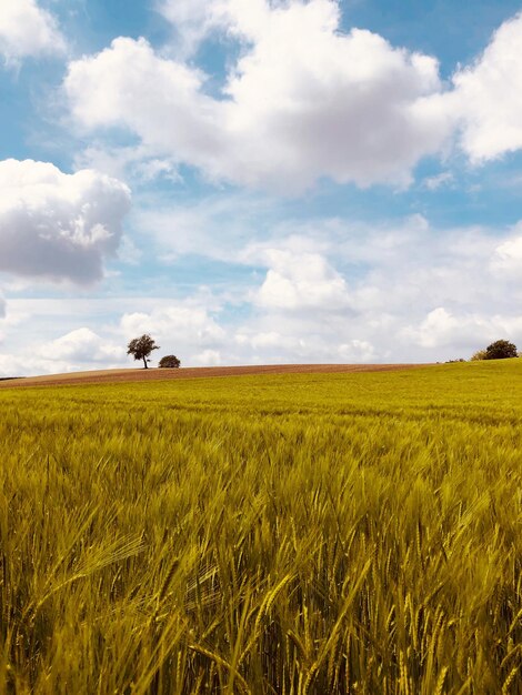 Foto vista panoramica di un campo agricolo contro il cielo