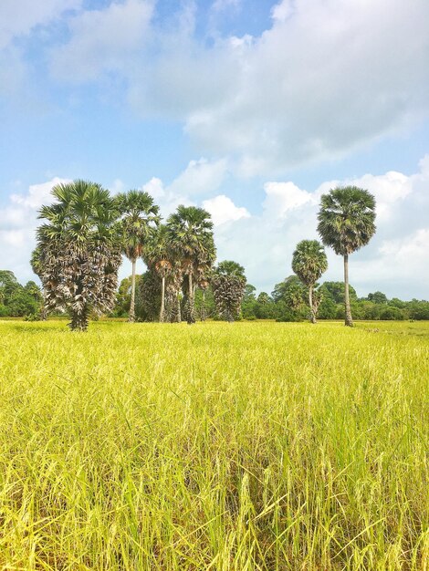 Scenic view of agricultural field against sky