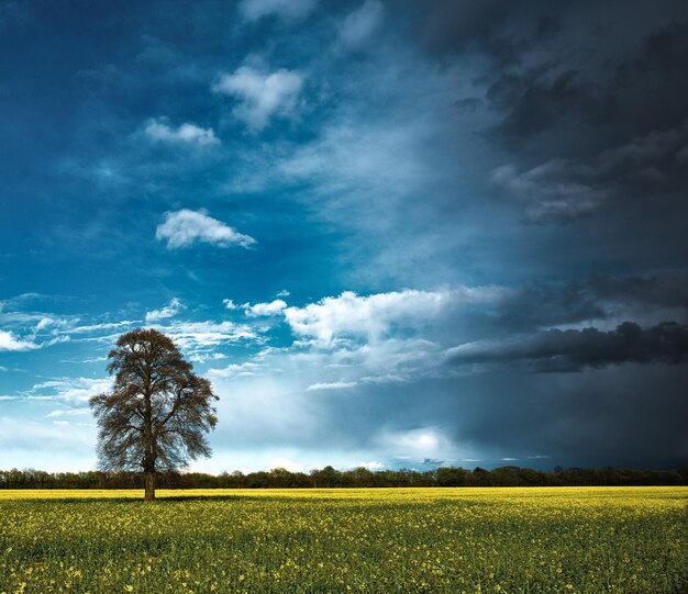 Scenic view of agricultural field against sky