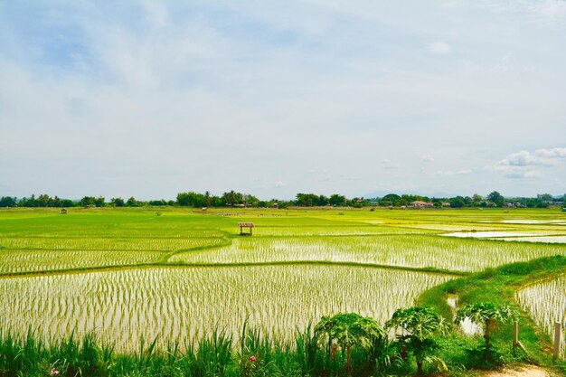 Photo scenic view of agricultural field against sky