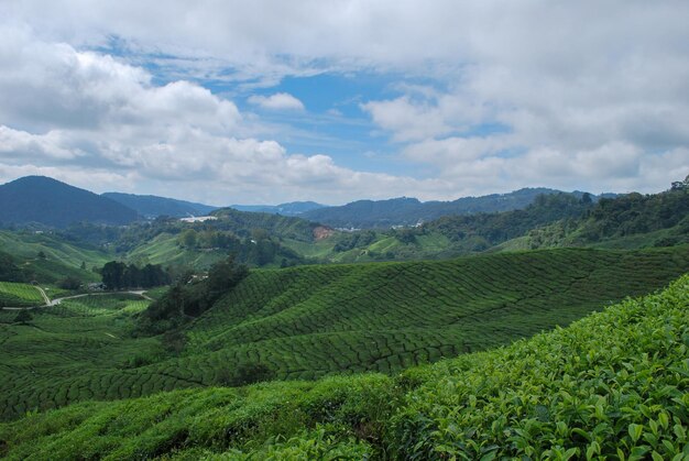 Scenic view of agricultural field against sky