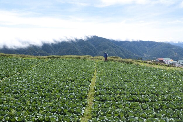 Scenic view of agricultural field against sky