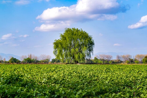 Scenic view of agricultural field against sky