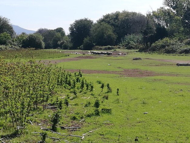 Foto vista panoramica di un campo agricolo contro il cielo