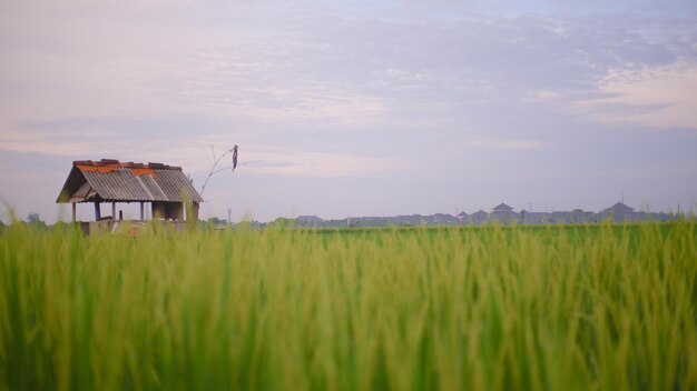 Photo scenic view of agricultural field against sky