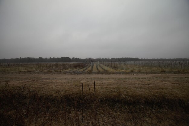 Photo scenic view of agricultural field against sky