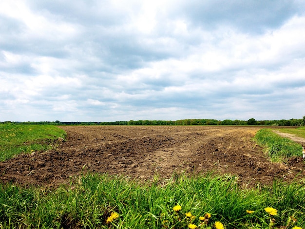 Scenic view of agricultural field against sky