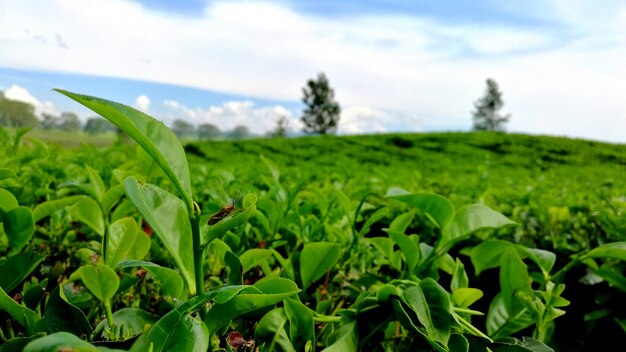 Photo scenic view of agricultural field against sky