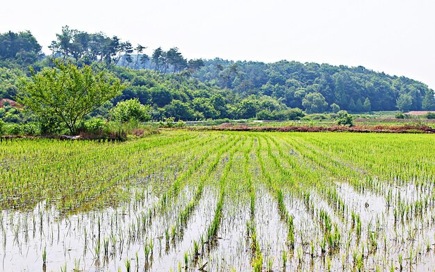 Scenic view of agricultural field against sky