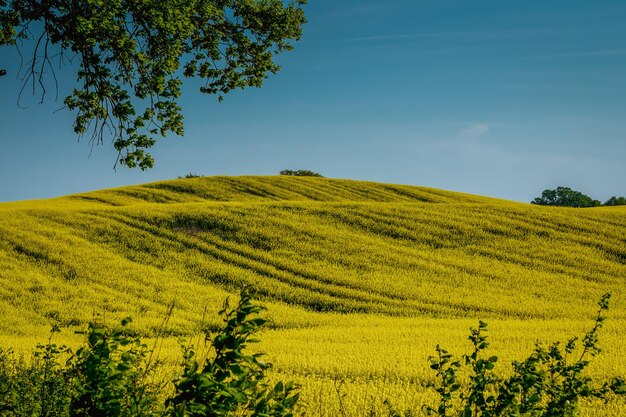 Foto vista panoramica di un campo agricolo contro il cielo